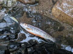 エゾイワナの釣果