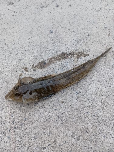 ネズミゴチの釣果