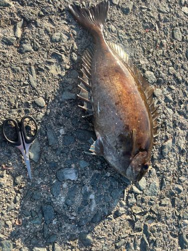 バリの釣果