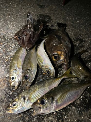 アジの釣果