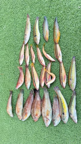 ベラの釣果