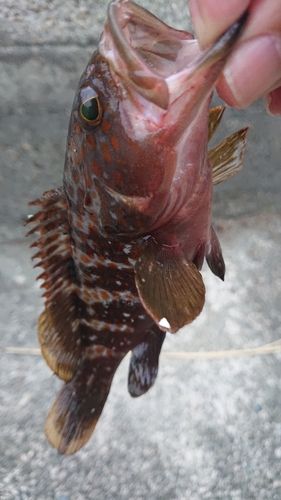 キジハタの釣果
