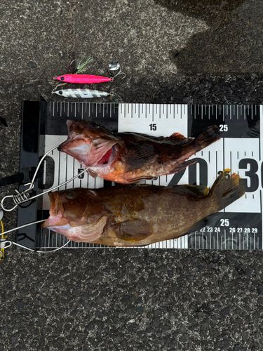 キジハタの釣果