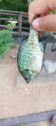 ブルーギルの釣果