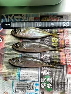 アジの釣果