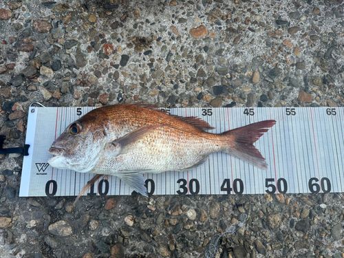 タイの釣果