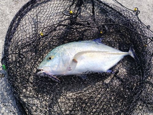 カスミアジの釣果