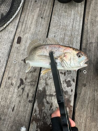 イシモチの釣果