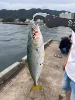 ワカナゴの釣果