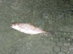 ニジマスの釣果
