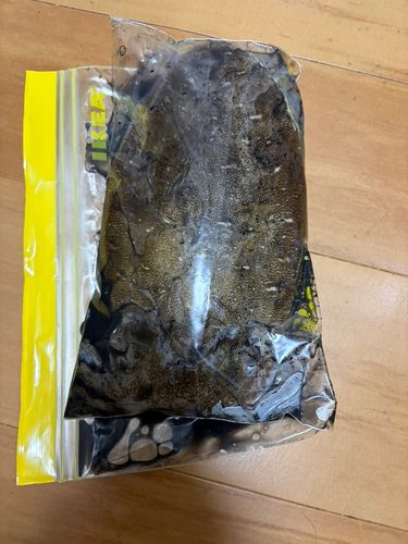 モンゴイカの釣果