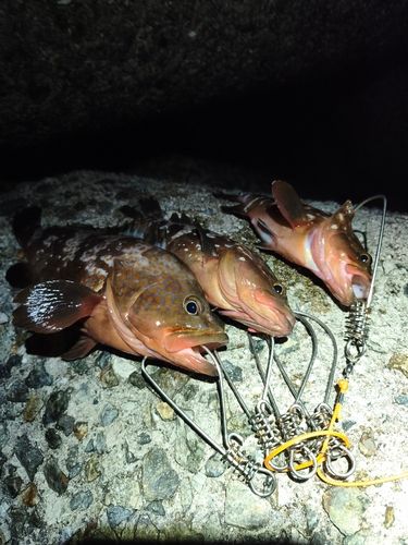 アコウの釣果