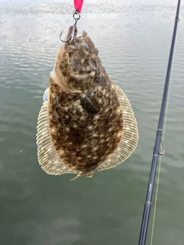 ソゲの釣果