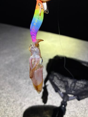 ケンサキイカの釣果