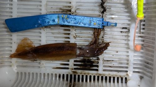 ムギイカの釣果