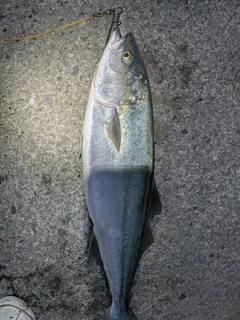 ワラサの釣果