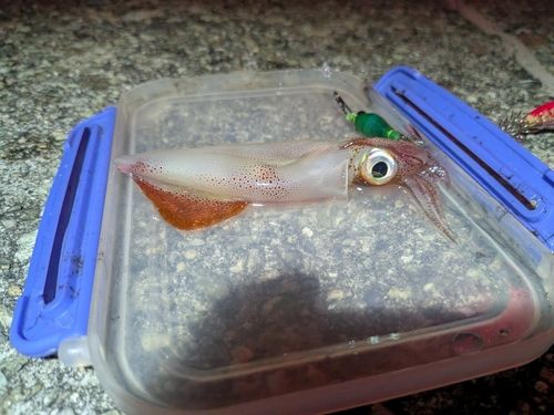 ケンサキイカの釣果