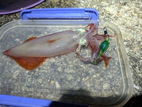 ケンサキイカの釣果