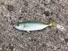 ワカシの釣果