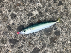 サバの釣果