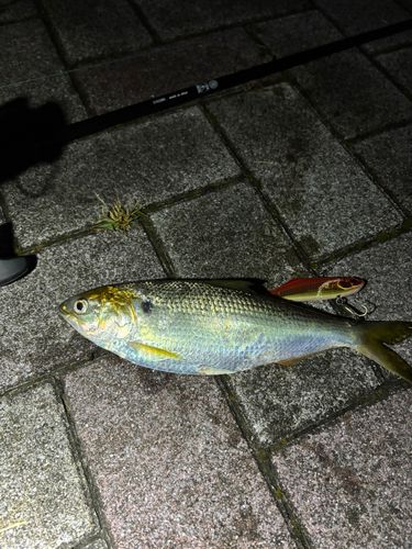 コノシロの釣果