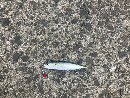 サバの釣果