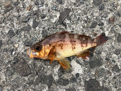 メバルの釣果