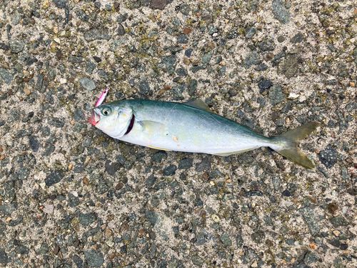 ワカシの釣果