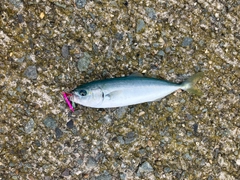 ワカシの釣果