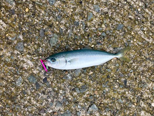 ワカシの釣果
