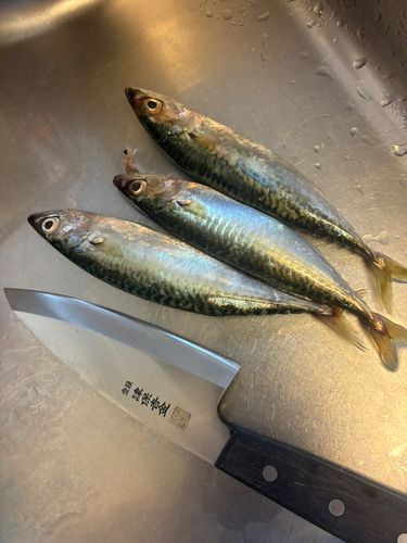 マサバの釣果