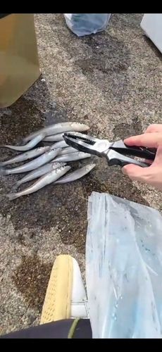 シロギスの釣果