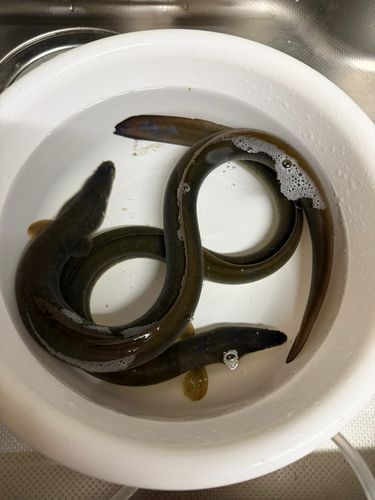 ウナギの釣果