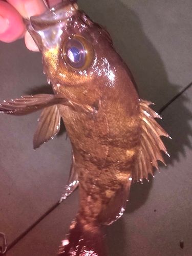 メバルの釣果