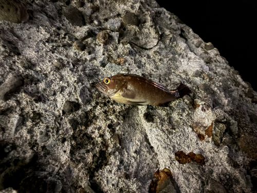 エゾメバルの釣果