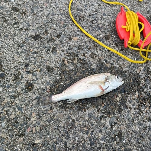イシモチの釣果