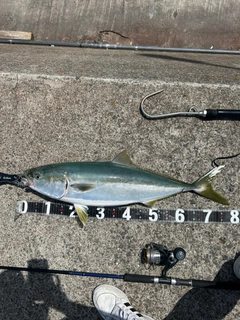 ブリの釣果