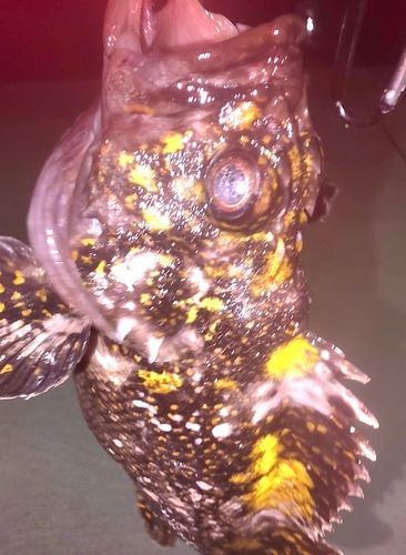 オウゴンムラソイの釣果