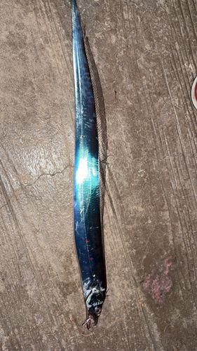 タチウオの釣果
