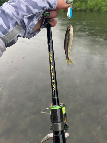 カワムツの釣果