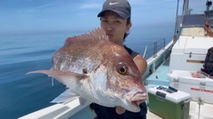 マダイの釣果