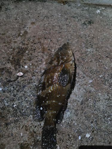 アコウの釣果