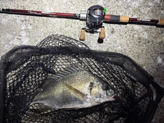 キビレの釣果