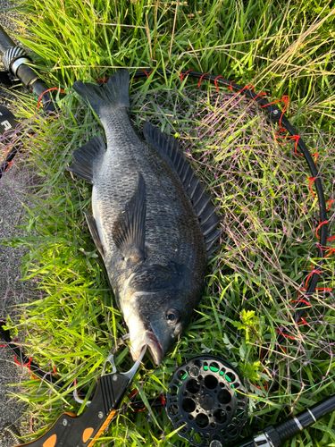 チヌの釣果