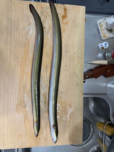 ウナギの釣果