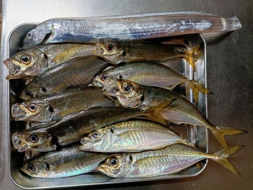 マアジの釣果