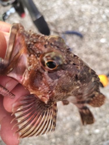 カサゴの釣果