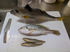ギマの釣果