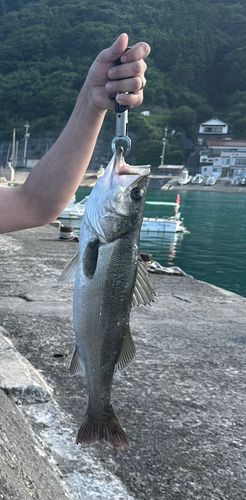 マルスズキの釣果