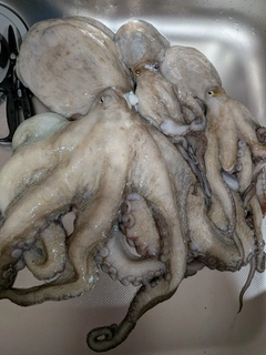 タコの釣果